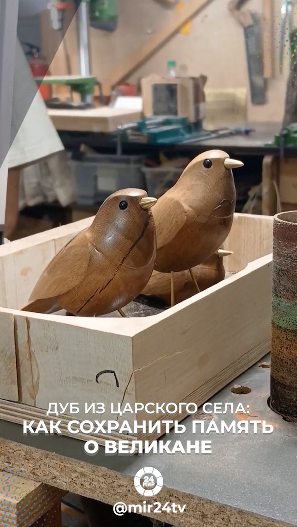 Дуб из Царского Села: как сохранить память о великане Дуб из Царского Села: как сохранить память о великане