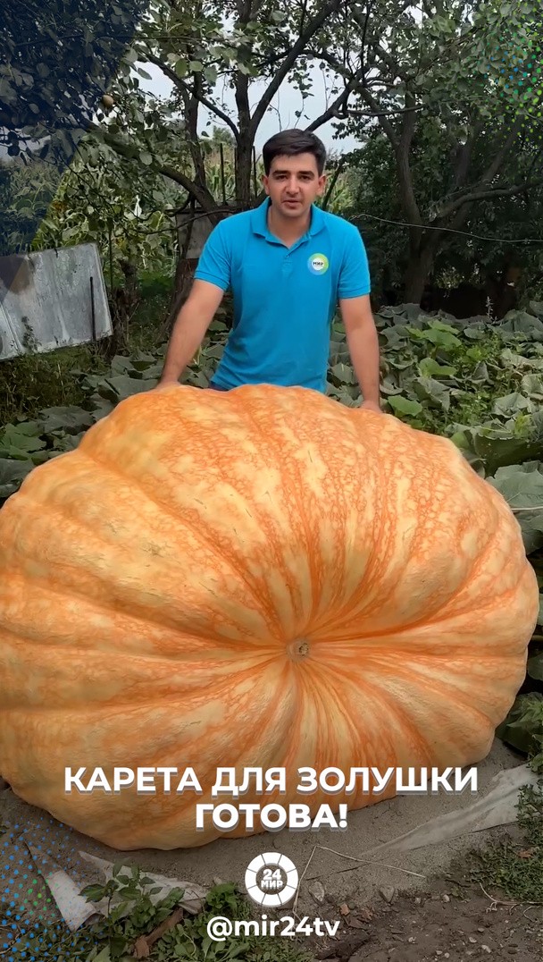 Карета для Золушки готова! Карета для Золушки готова!