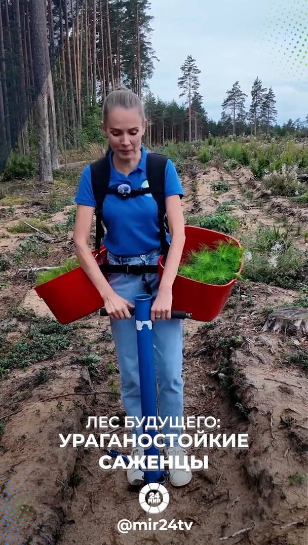 Лес будущего: ураганостойкие саженцы Лес будущего: ураганостойкие саженцы