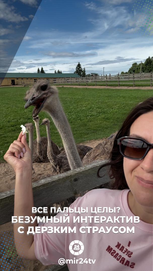 Все пальцы целы? Безумный интерактив с дерзким страусом Все пальцы целы? Безумный интерактив с дерзким страусом