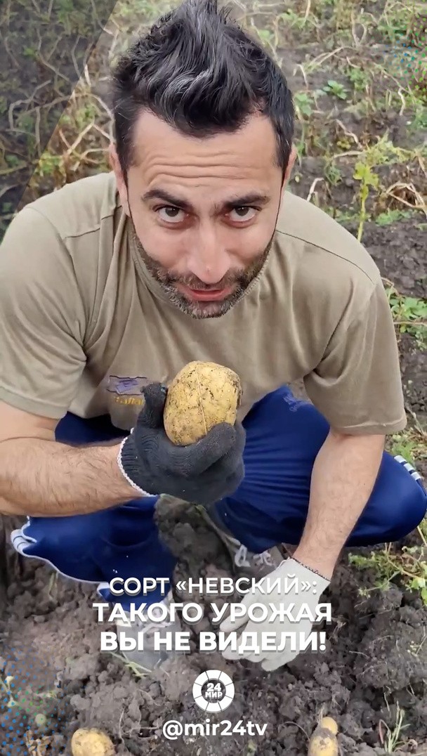 Сорт «Невский»: такого урожая вы не видели! Сорт «Невский»: такого урожая вы не видели!
