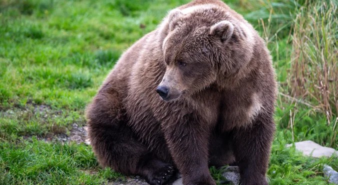 Когда медведи не впадают в спячку, объяснил ученый