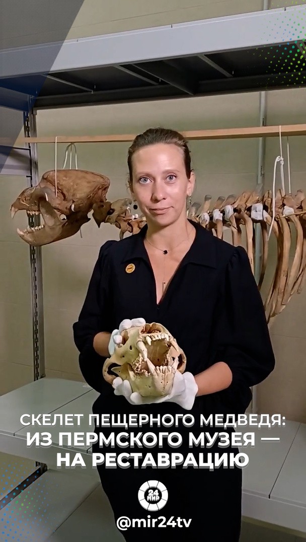 Скелет пещерного медведя: из пермского музея — на реставрацию Скелет пещерного медведя: из пермского музея — на реставрацию