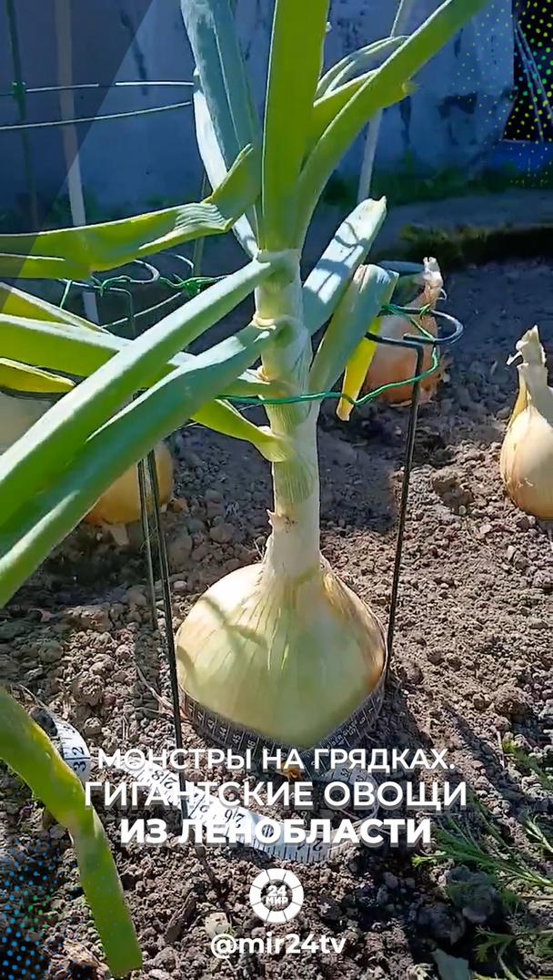 Монстры на грядках. Гигантские овощи из Ленобласти Монстры на грядках. Гигантские овощи из Ленобласти