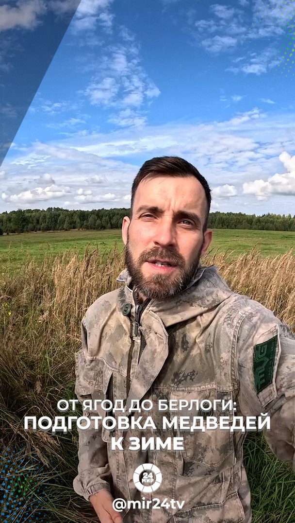 От ягод до берлоги: подготовка медведей к зиме От ягод до берлоги: подготовка медведей к зиме