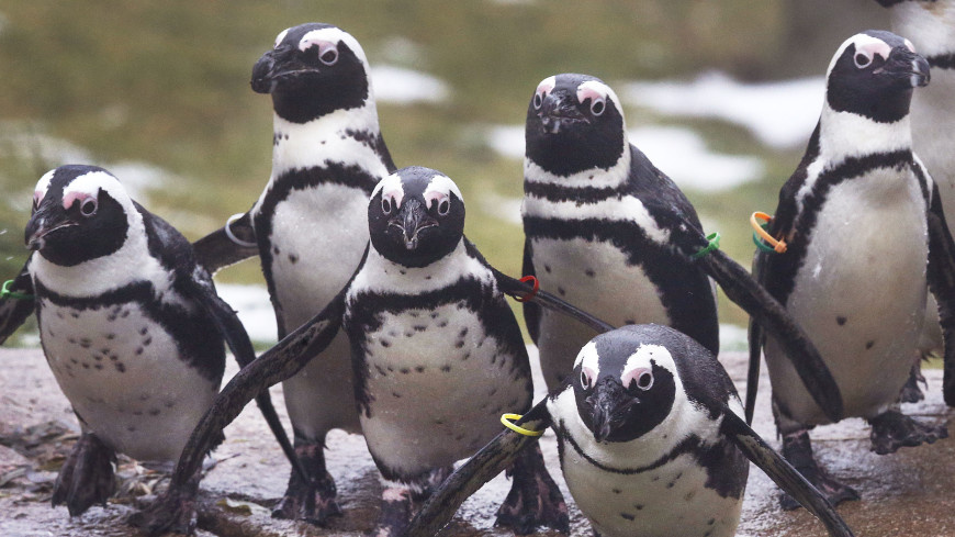 Пингвины из парка «Роев ручей» отмечают годовщину переезда в Красноярск из Москвы