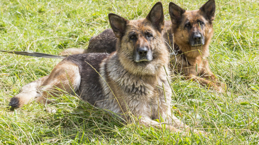 Драма "Дина и Доберман": кино о четвероногих героях Великой Отечественной войны