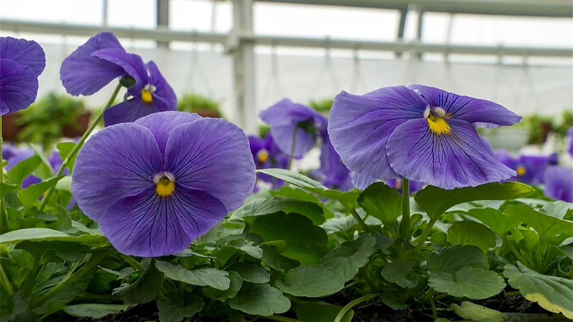 В Санкт-Петербурге распустились первые виолы