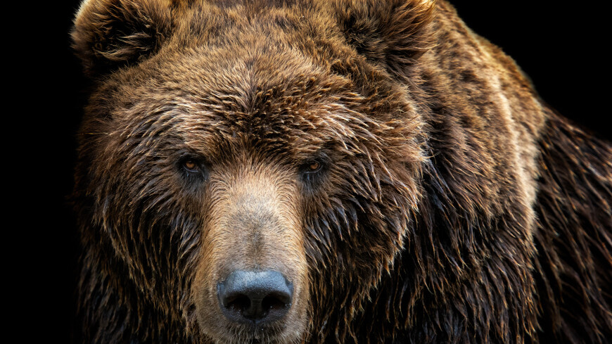 Жители Татарстана стали чаще встречаться с медведями