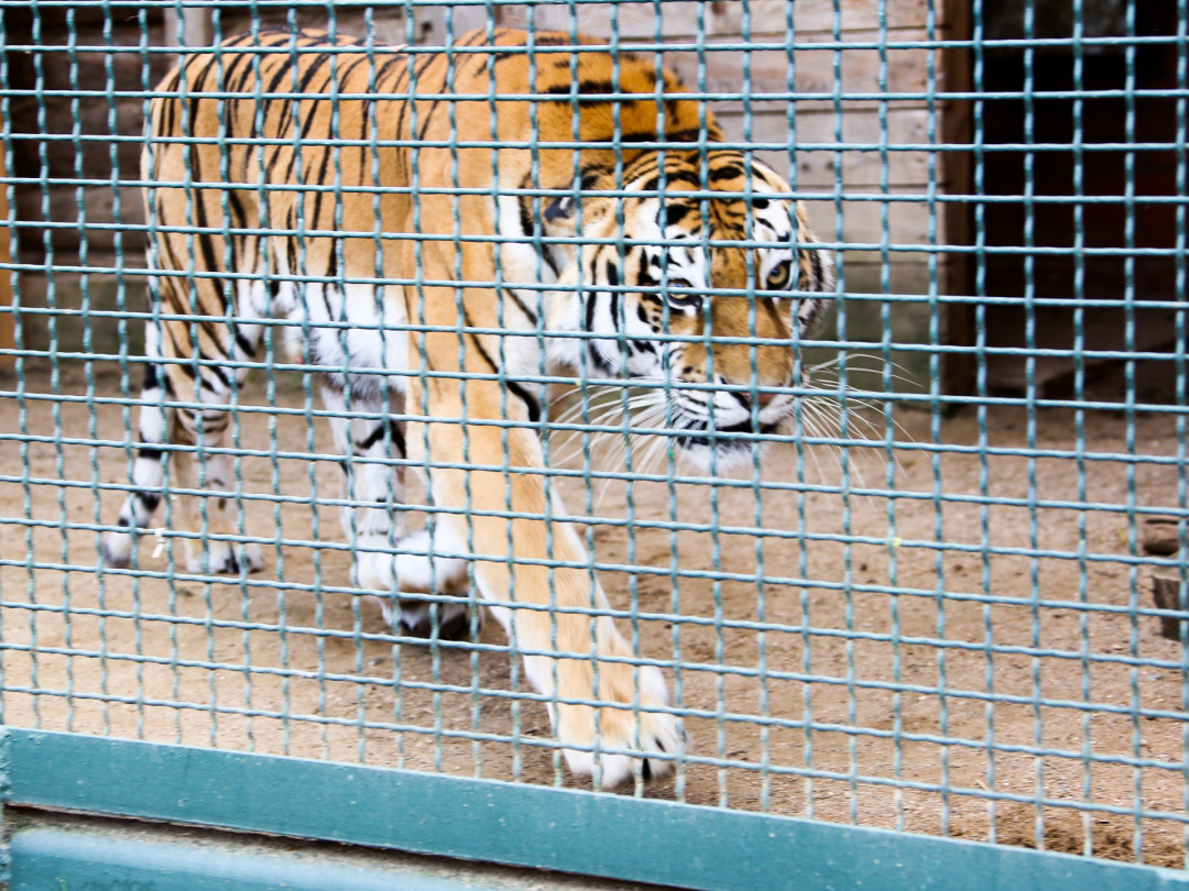 В красноярский парк «Роев ручей» привезли амурскую тигрицу Яшму