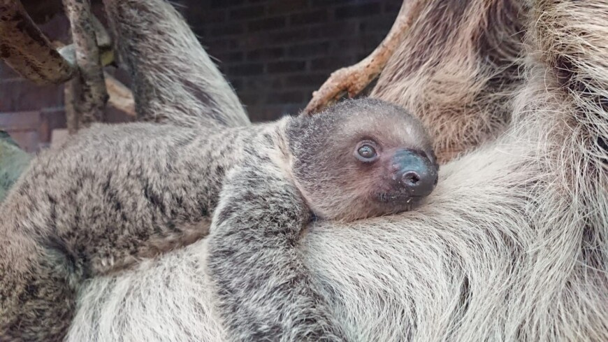Детеныши саймири и ленивца родились в Екатеринбургском зоопарке